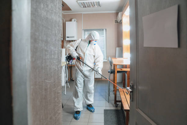 Best Attic Mold Removal  in Timberline Fernwood, AZ