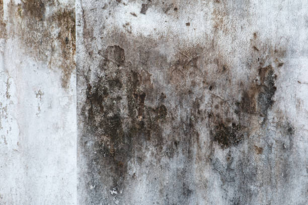Best Airborne Mold Testing  in Timberline Fernwood, AZ