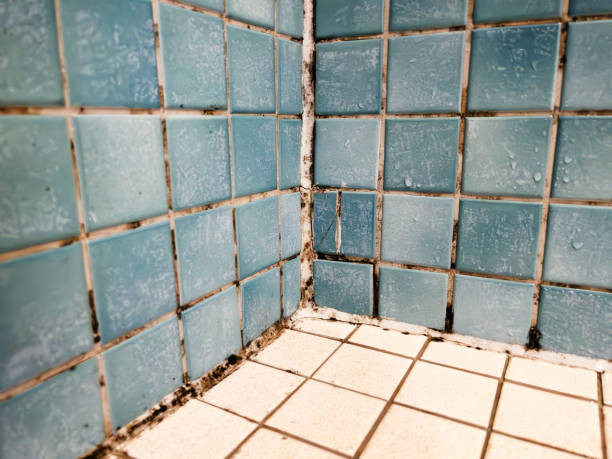  Timberline Fernwood, AZ Mold Removal Pros