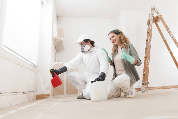 Best Black Mold Removal  in Timberline Fernwood, AZ