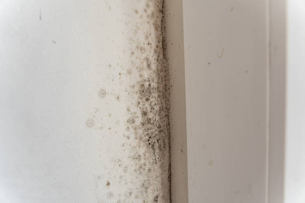 Best Post-Remediation Verification Testing  in Timberline Fernwood, AZ
