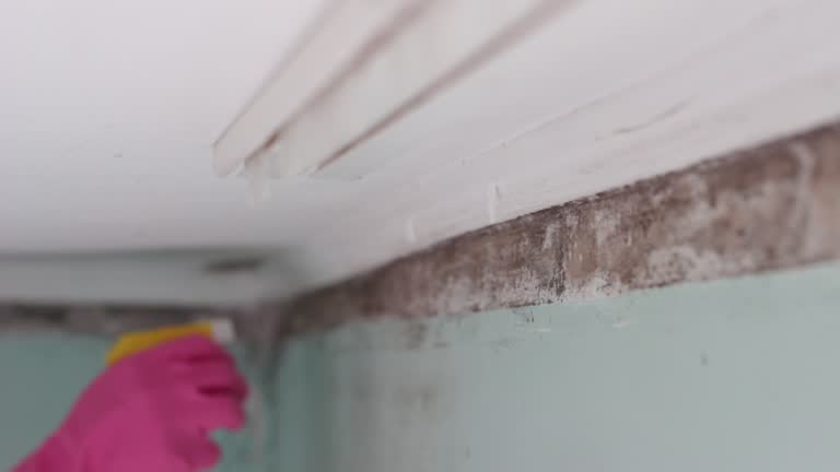 Best Crawl Space Mold Remediation  in Timberline Fernwood, AZ